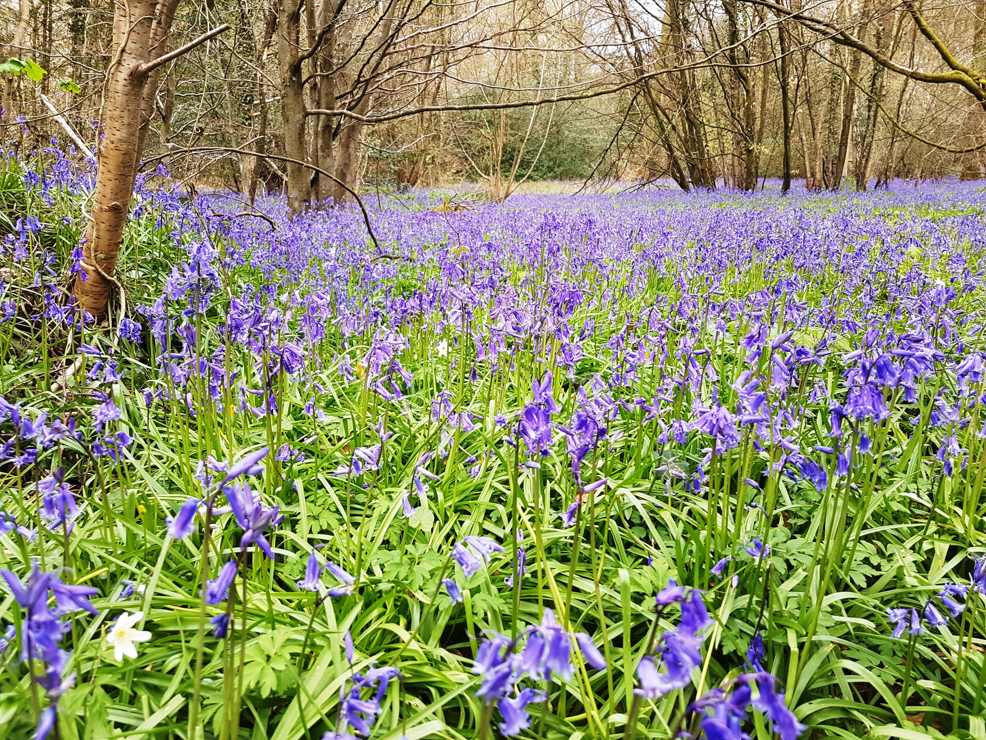 Bluebell woods, Upperford Copse, Forest of Bere