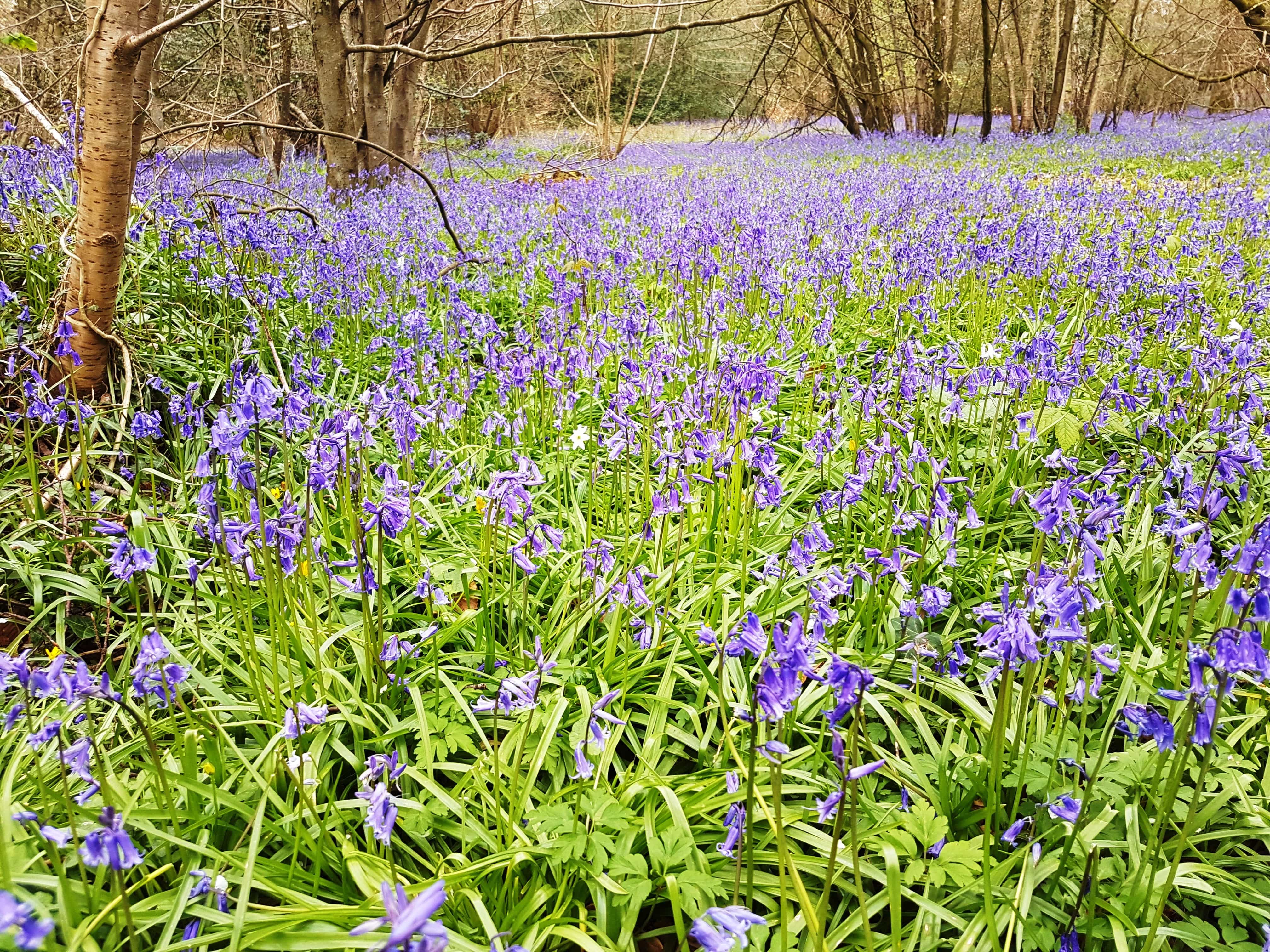Bluebell woods, Upperford Copse, Forest of Bere