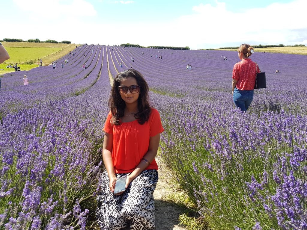 Lordington lavender garden