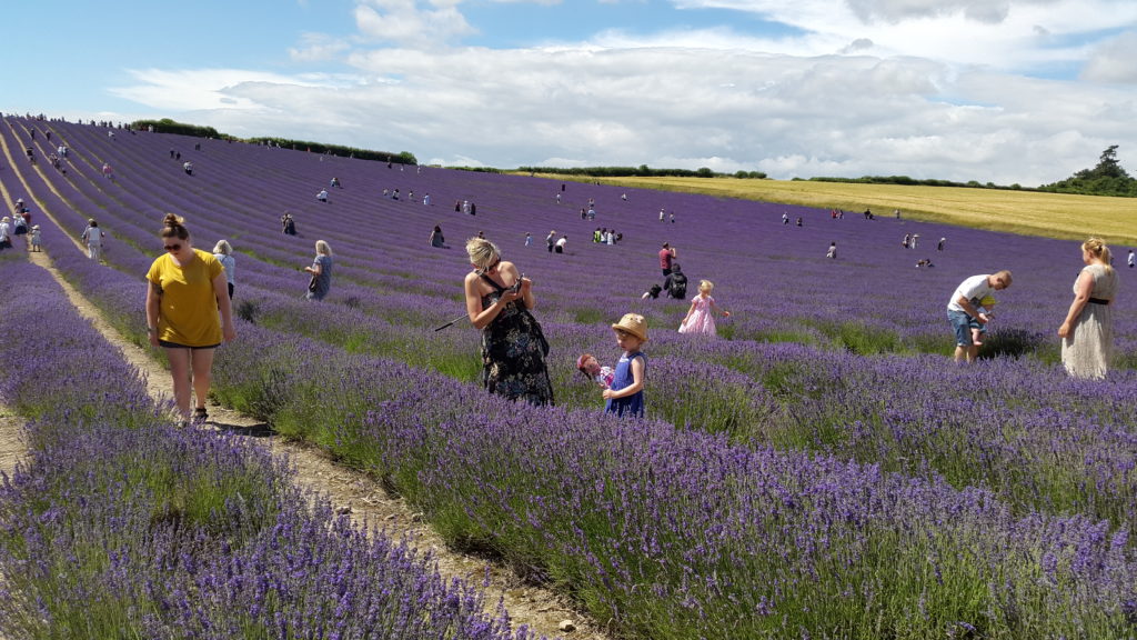 Lordington lavender garden