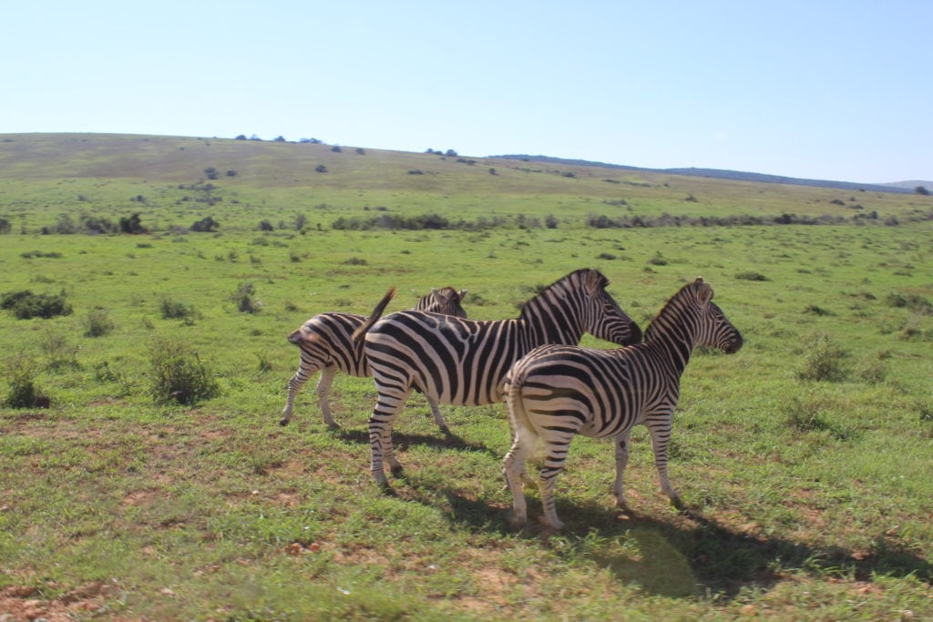 Addo Park Port Elizabeth