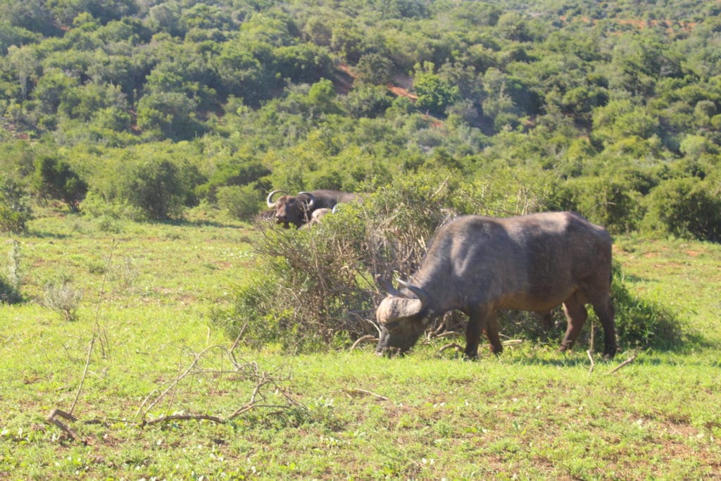 Addo Park Port Elizabeth