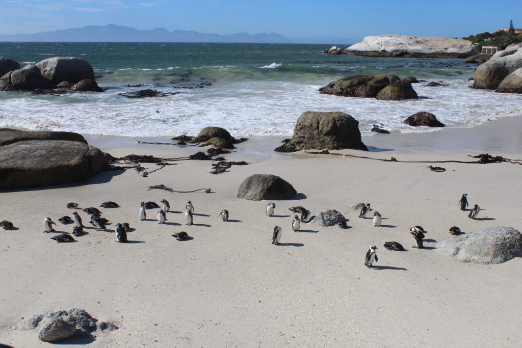 Boulders Beach-Cape Point Tour