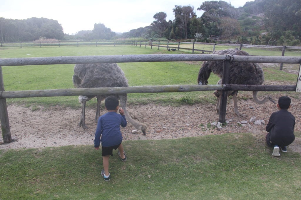 Cape Point Ostrich Farm