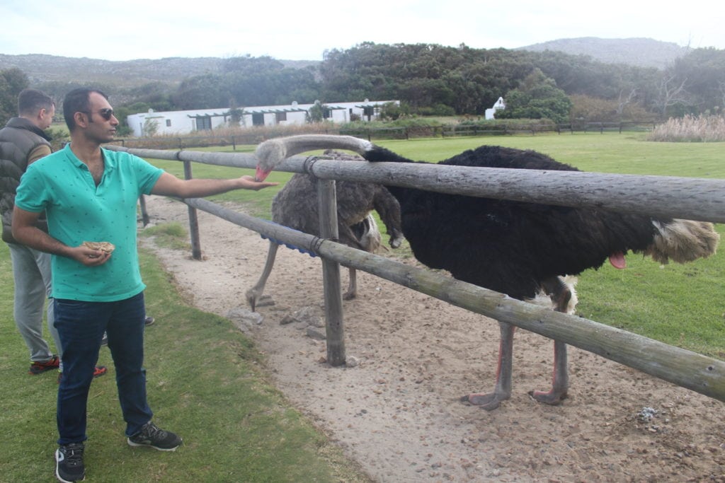 Cape Point Ostrich Farm